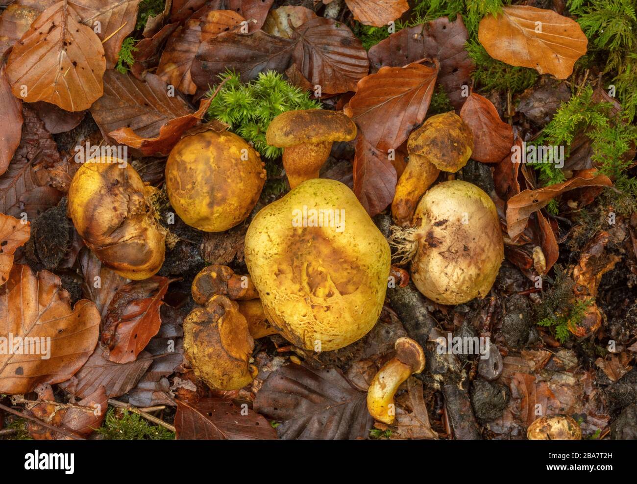 Parasitic bolete, Pseudoboletus parasiticus, growing on Common Earthball, Scleroderma citrinum, in mossy beech woodland, New Forest. Stock Photo