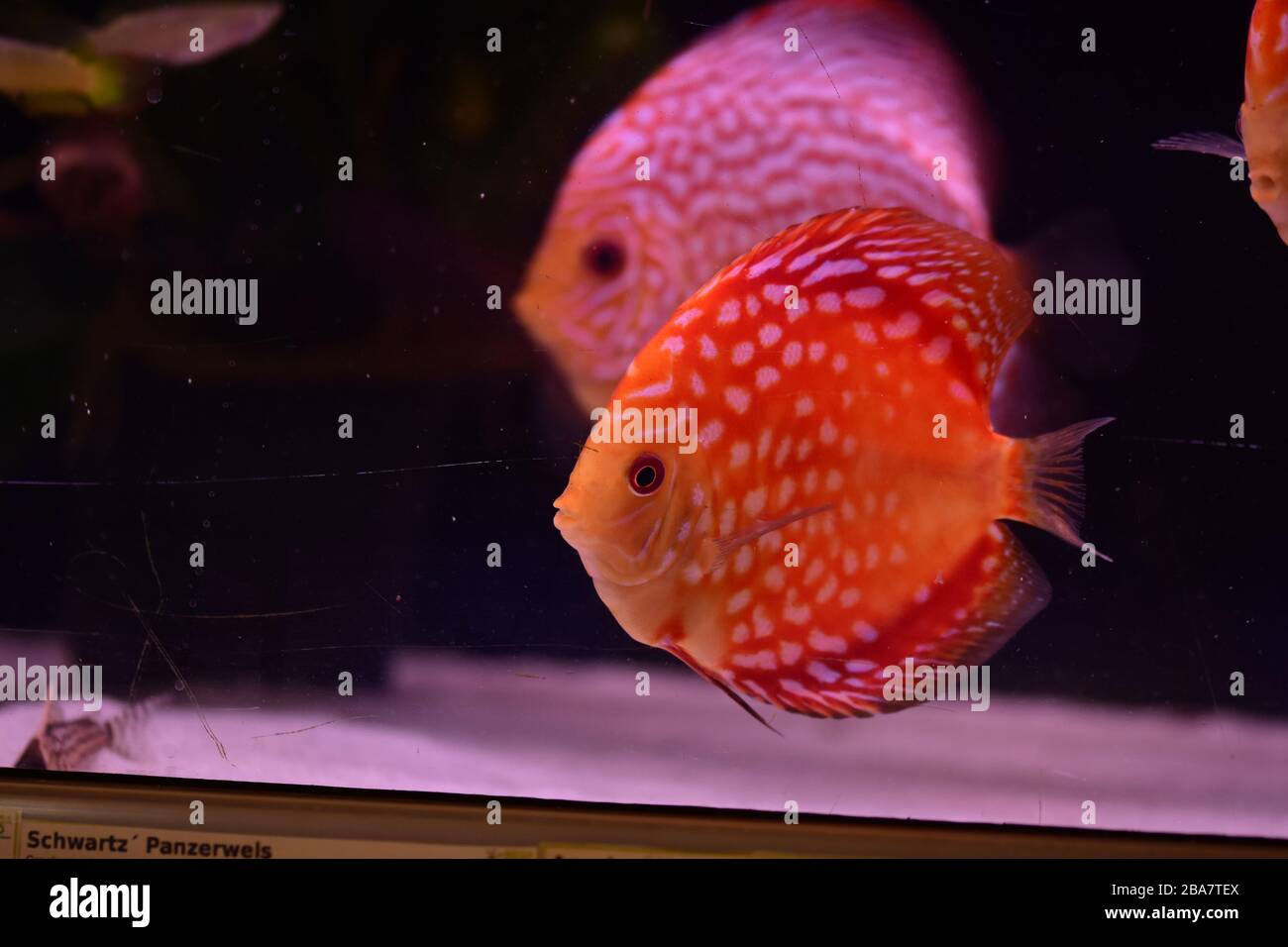 group of discus fish in aquarium, multi-colored tropical fish,  Symphysodon discus from Amazon river Stock Photo
