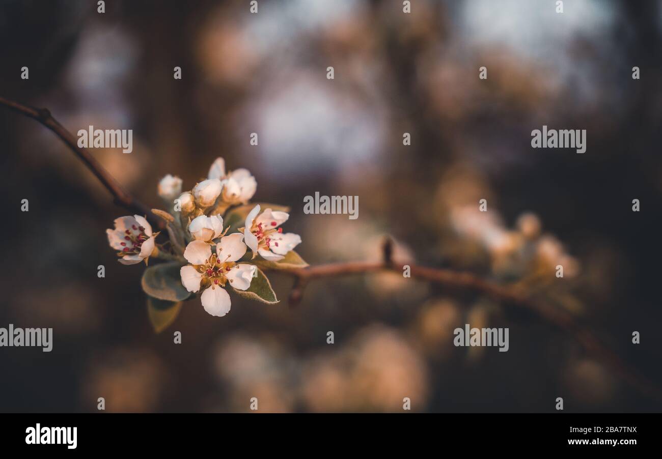 Apple blossom during spring wallpaper Stock Photo
