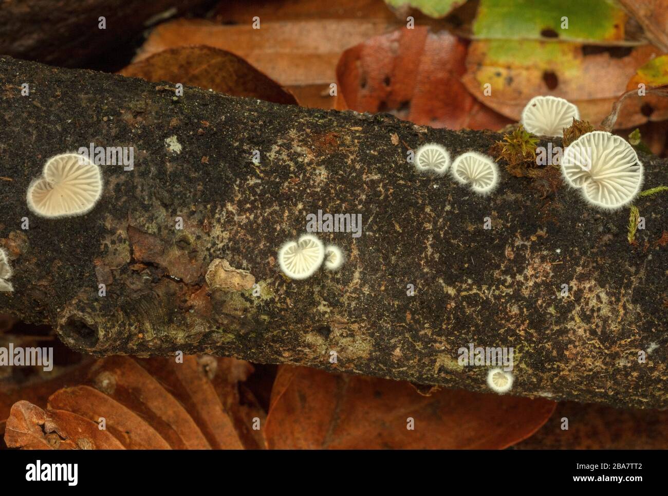 Variable Oysterling, Crepidotus variabilis, fungus on fallen wood in beech woodland. Stock Photo