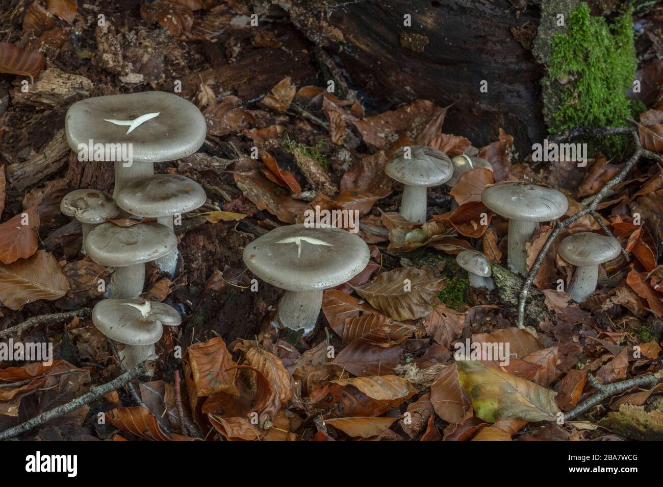 Group of Clouded agaric or Clouded funnel, Clitocybe nebularis, in deciduous woodland. Stock Photo