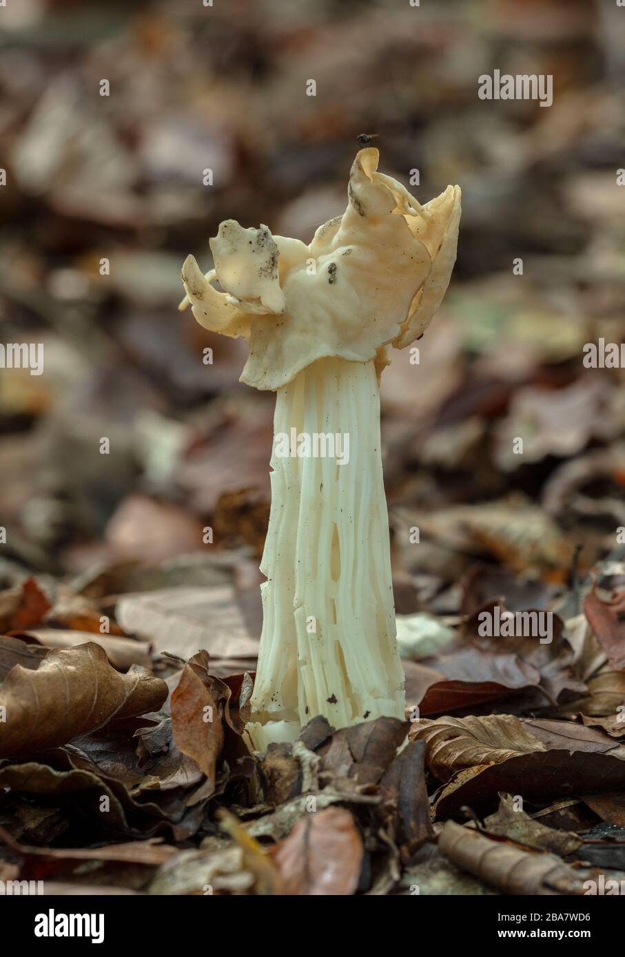 White saddle, Helvella crispa, fungus in deciduous woodland. Stock Photo