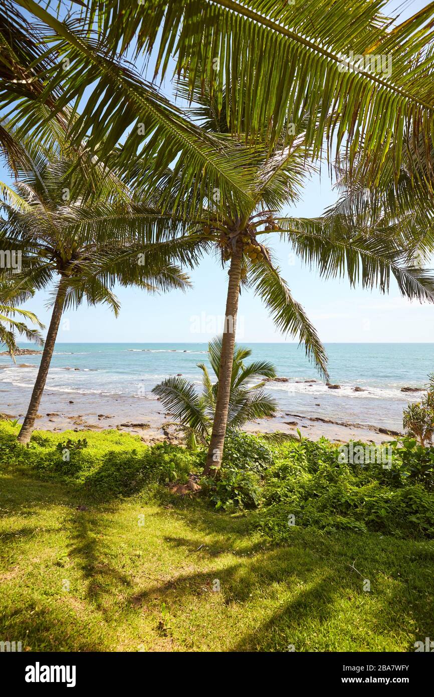 Tropical landscape with palm trees and the sea, Sri Lanka Stock Photo ...