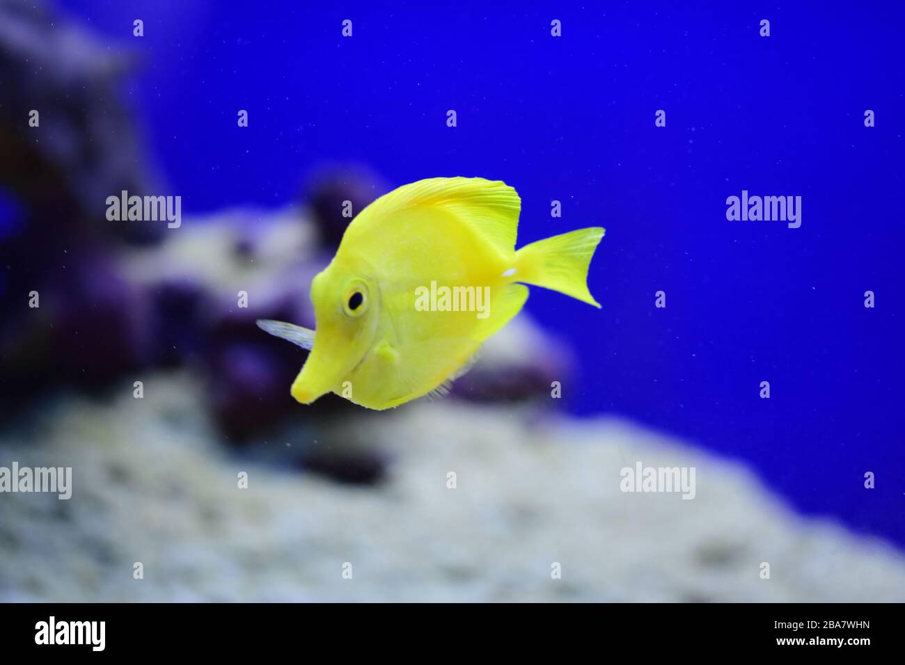 The yellow tang (Zebrasoma flavescens), salt water yellow aquarium fish from Acanthuridae family. Stock Photo