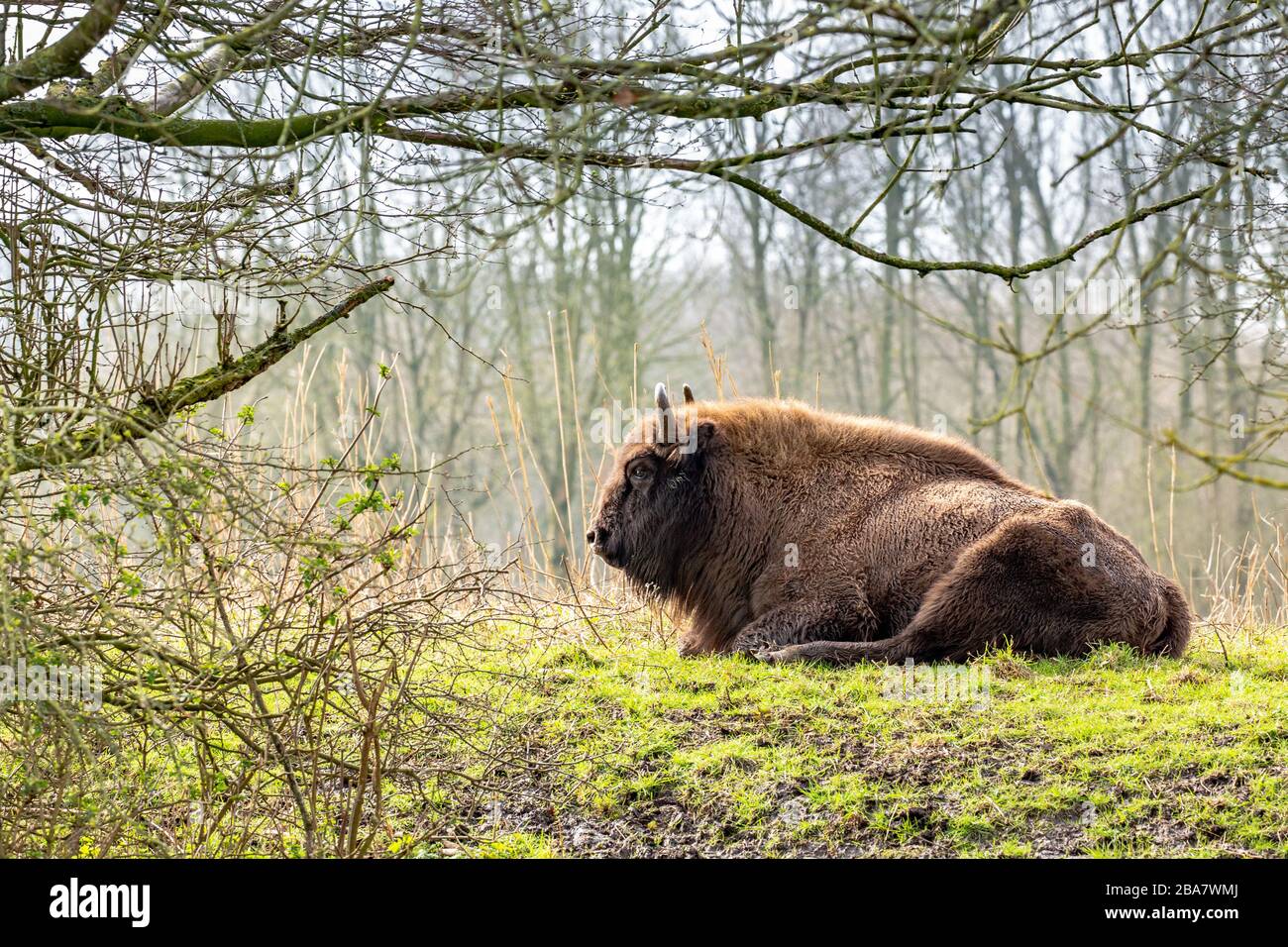 European bison (Bison bonasus) also known as wisent, zubr, or the