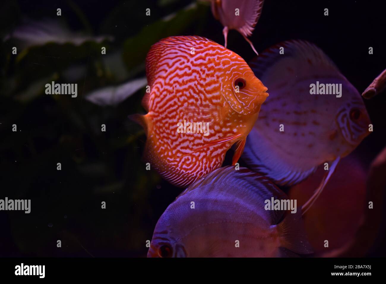group of discus fish in aquarium, multi-colored tropical fish