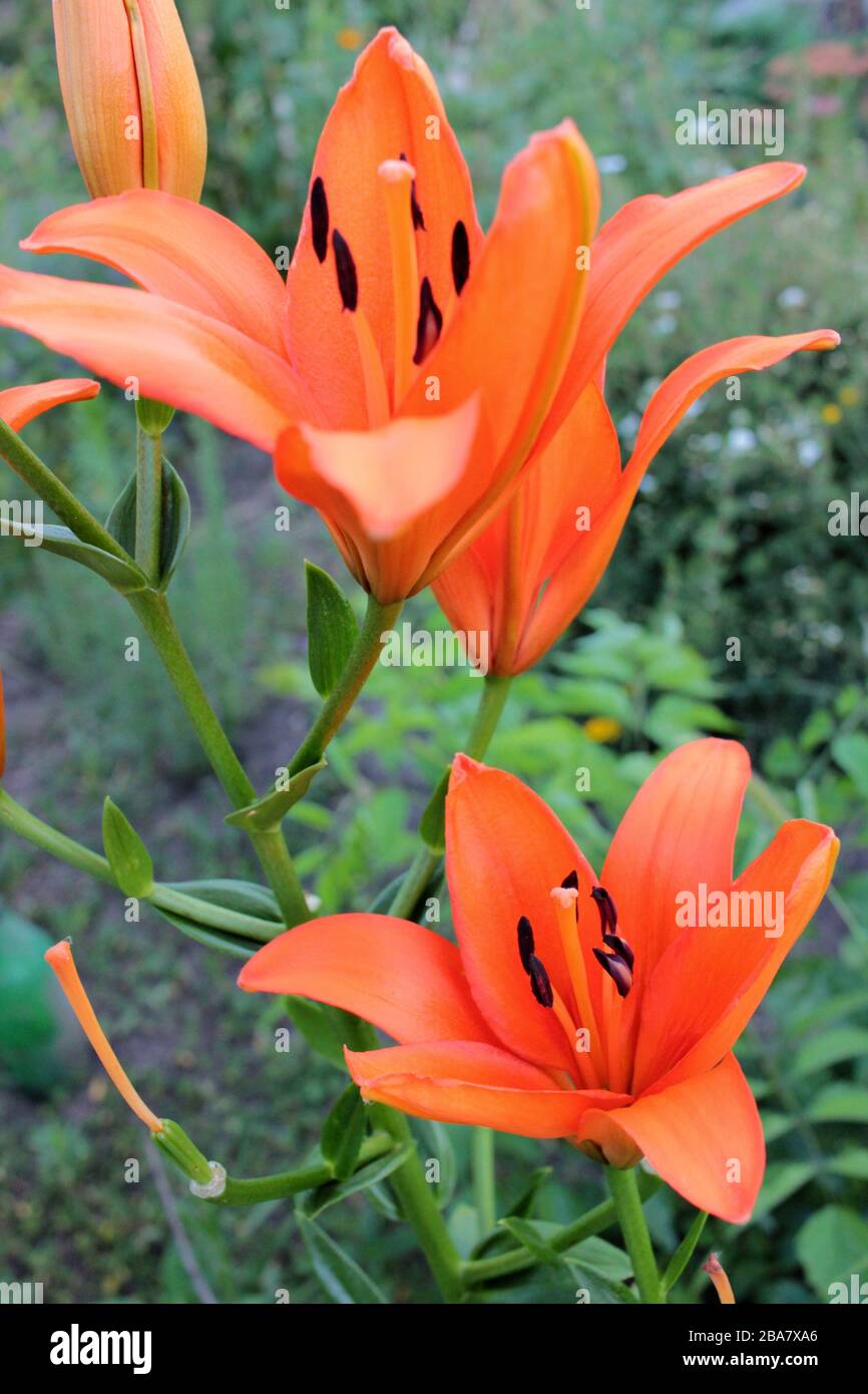 Orange Fire Lily (Lilium bulbiferum) ornamental flowers in the summer garden. Stock Photo