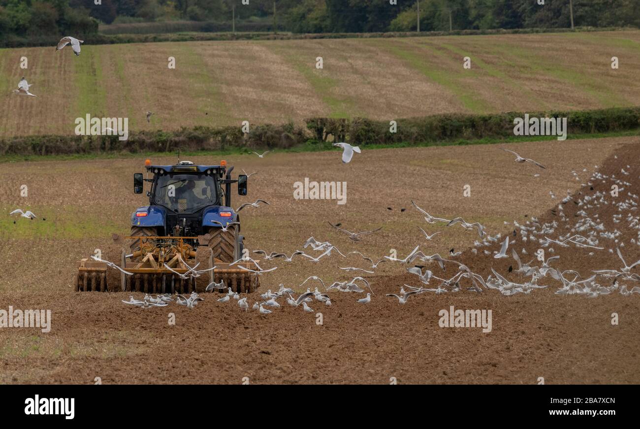 Birds following tractor ploughing field hires stock photography and