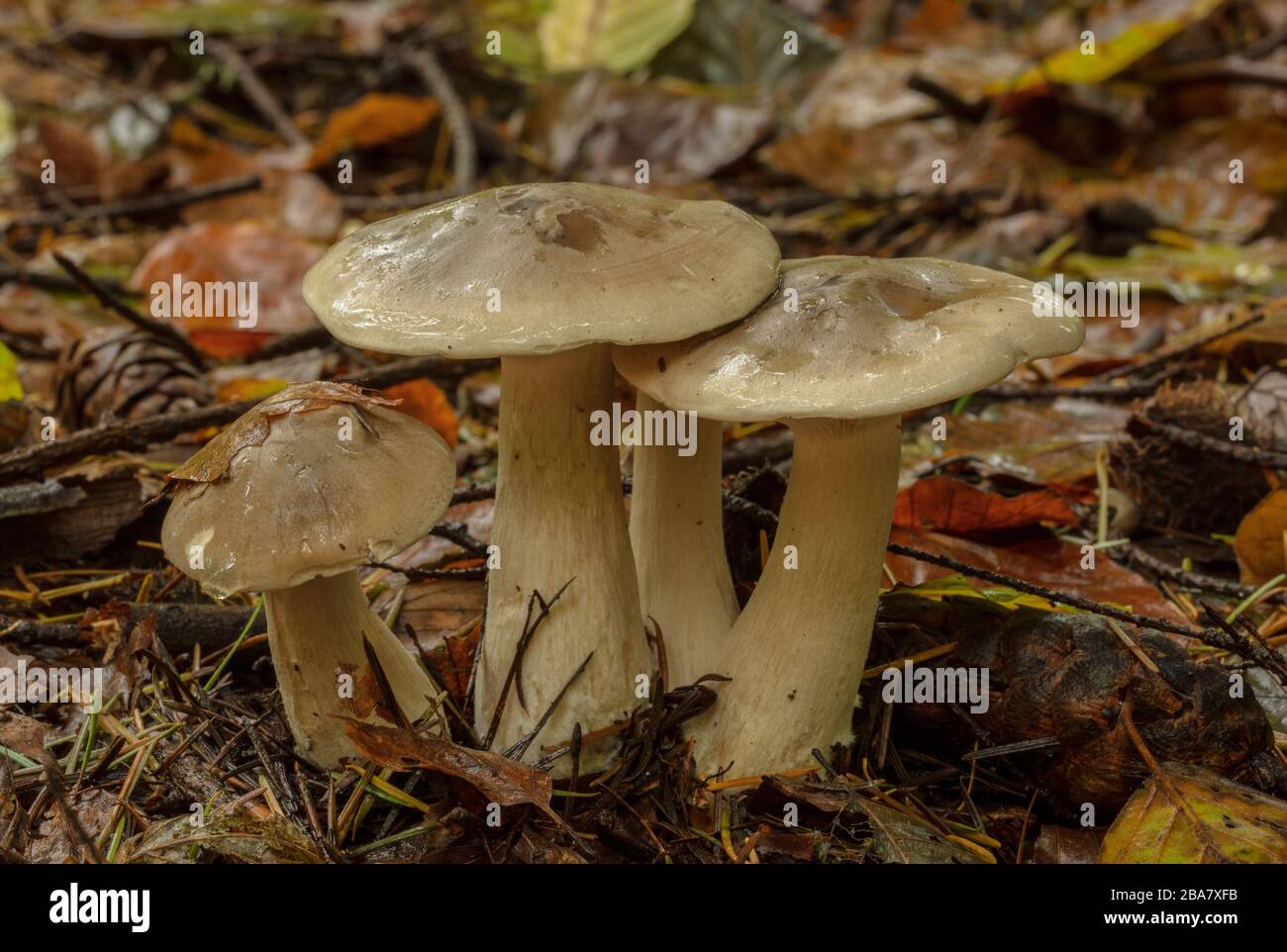 Clump of Clouded agaric or Clouded funnel, Clitocybe nebularis, in deciduous woodland. Stock Photo