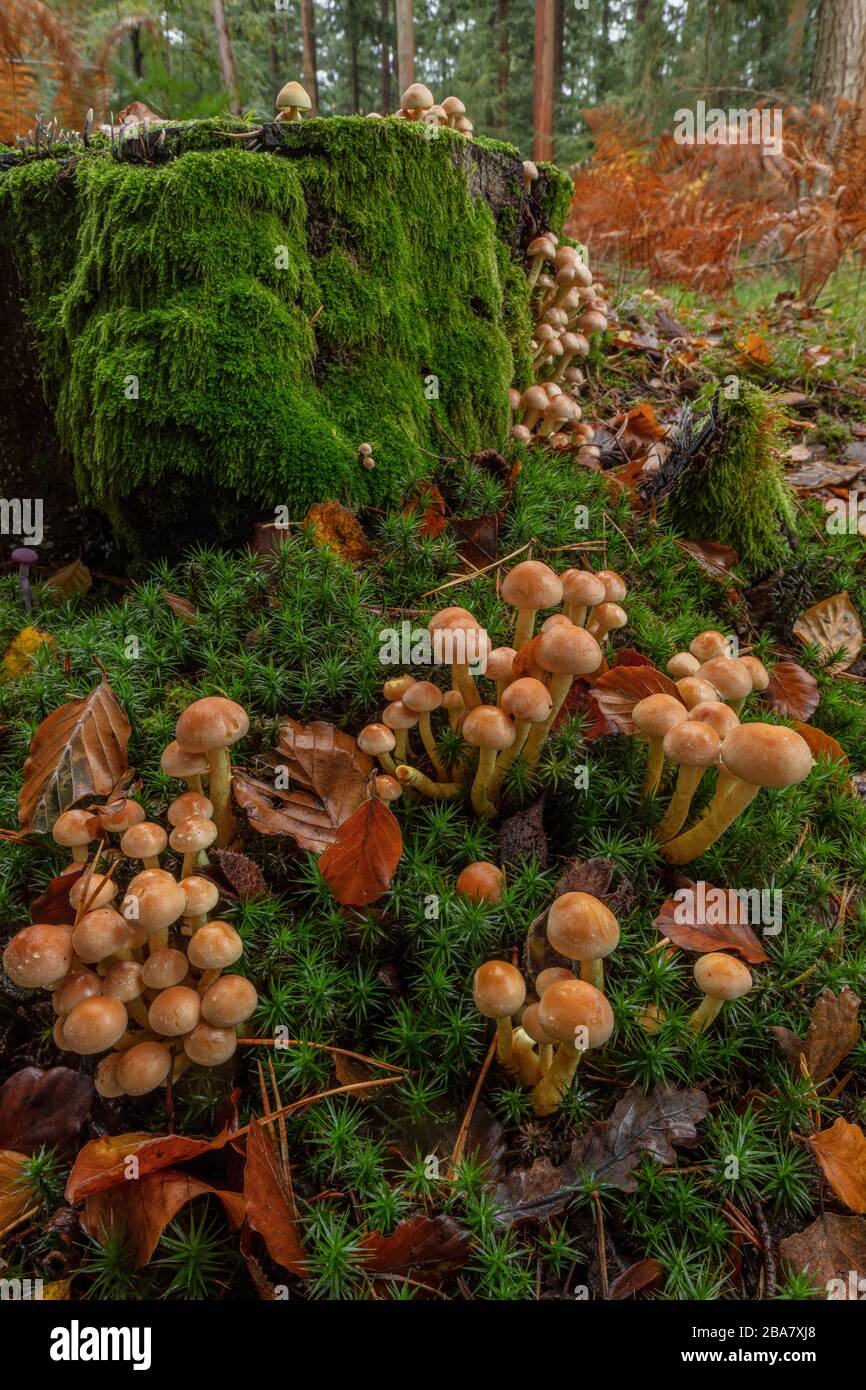 Clumps of Sulphur tuft, Hypholoma fasciculare, clustered around old conifer stump, New Forest. Stock Photo