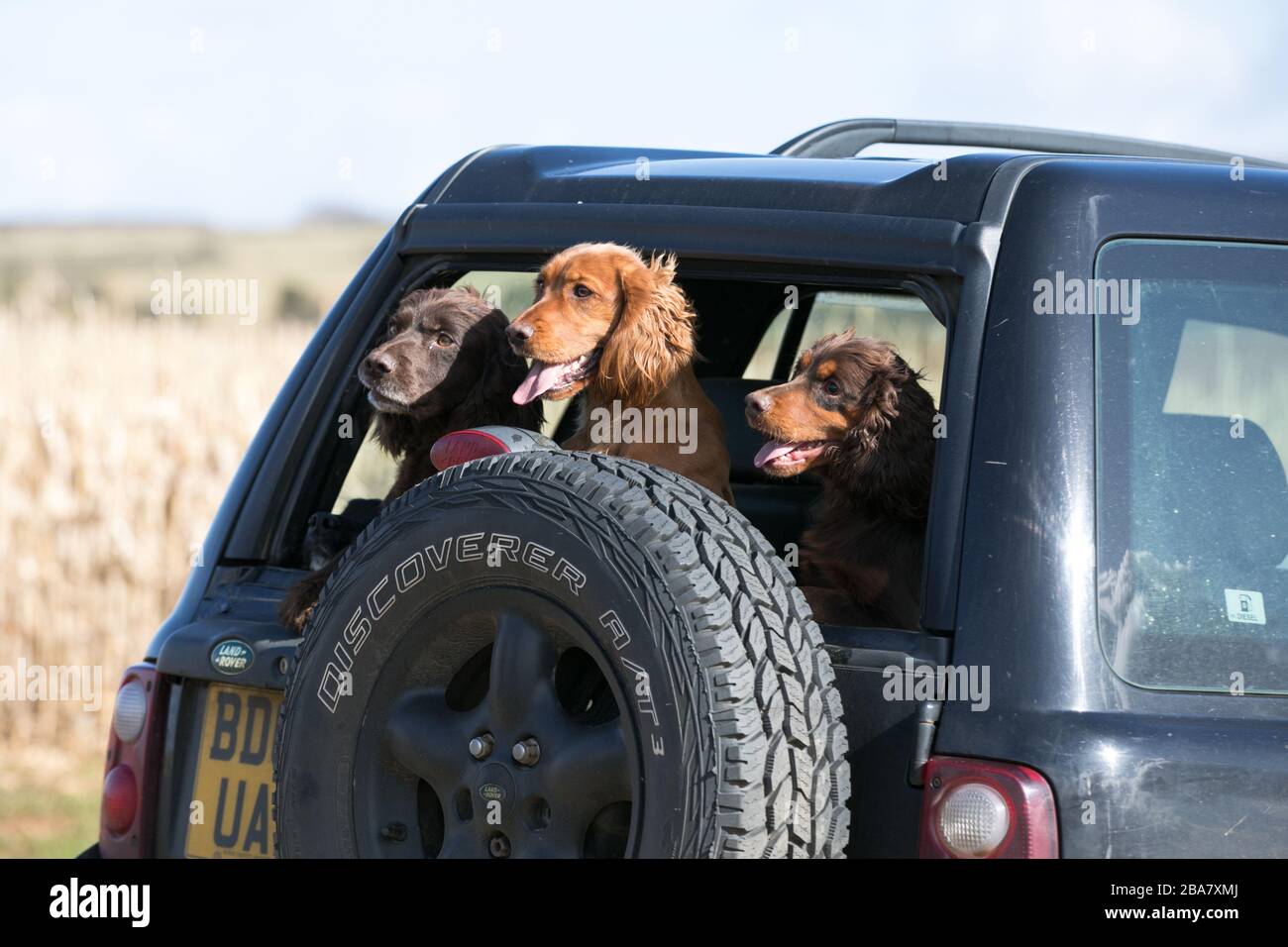 Dogs in back of car Stock Photo Alamy