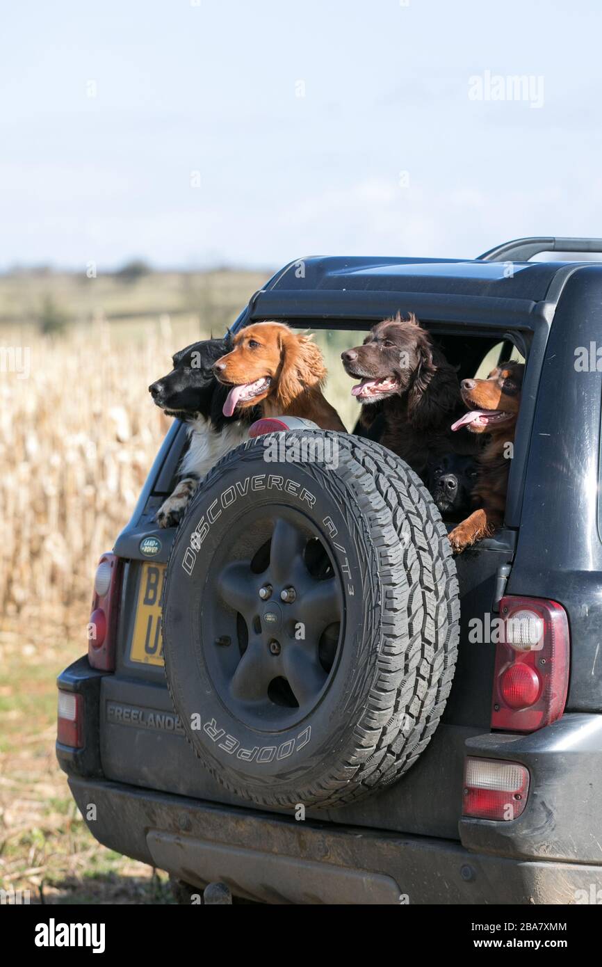 Dogs in back of car Stock Photo Alamy