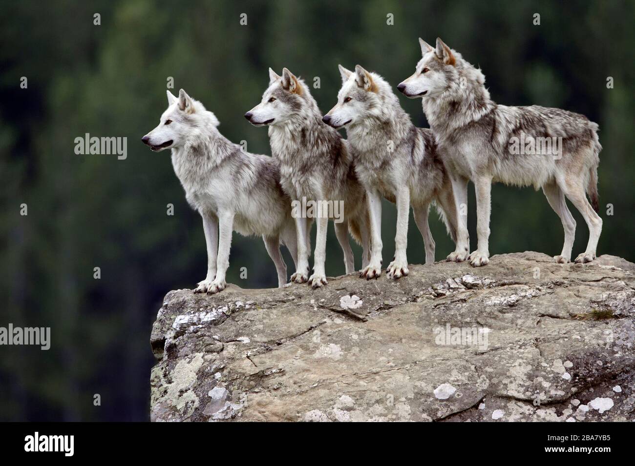 Four Wolves (Canis lupus) (c) on granite boulder, Scotland Stock Photo