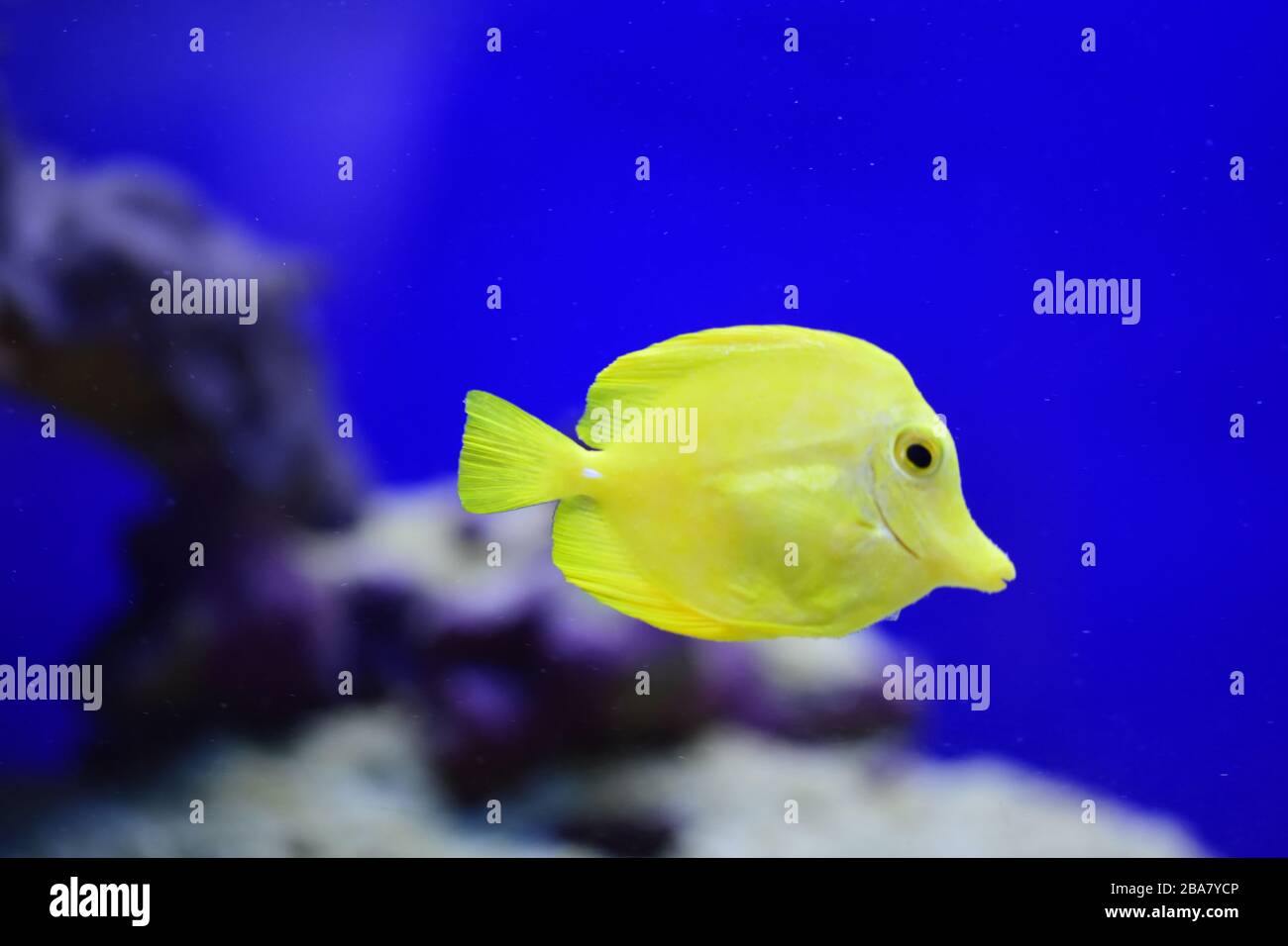 The yellow tang (Zebrasoma flavescens), salt water yellow aquarium fish