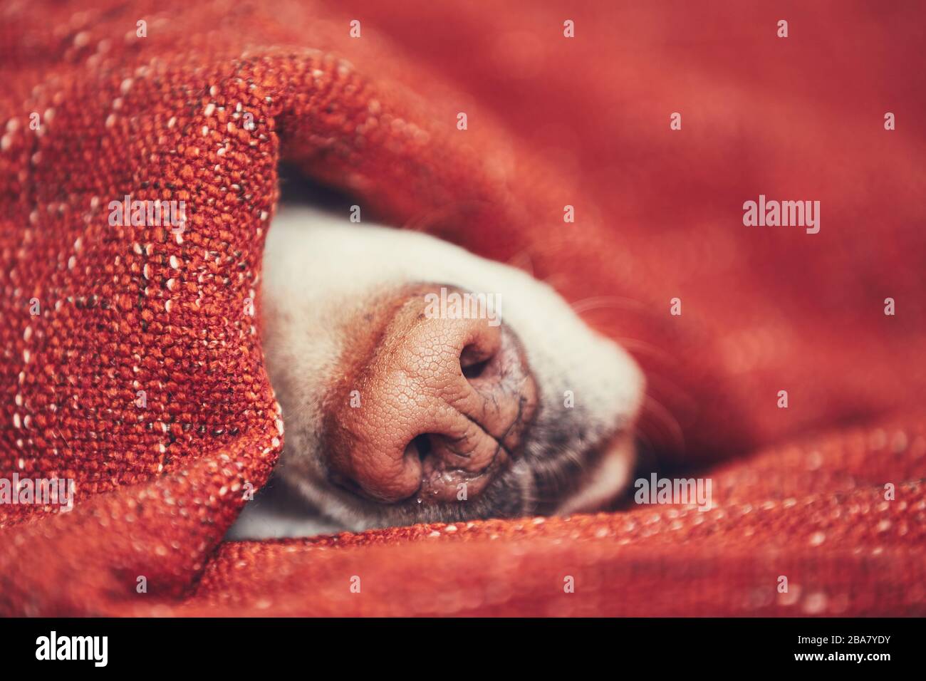 Close-up view of dog snout. Labrador retriever sleeping wrapped in blanket at home. Stock Photo