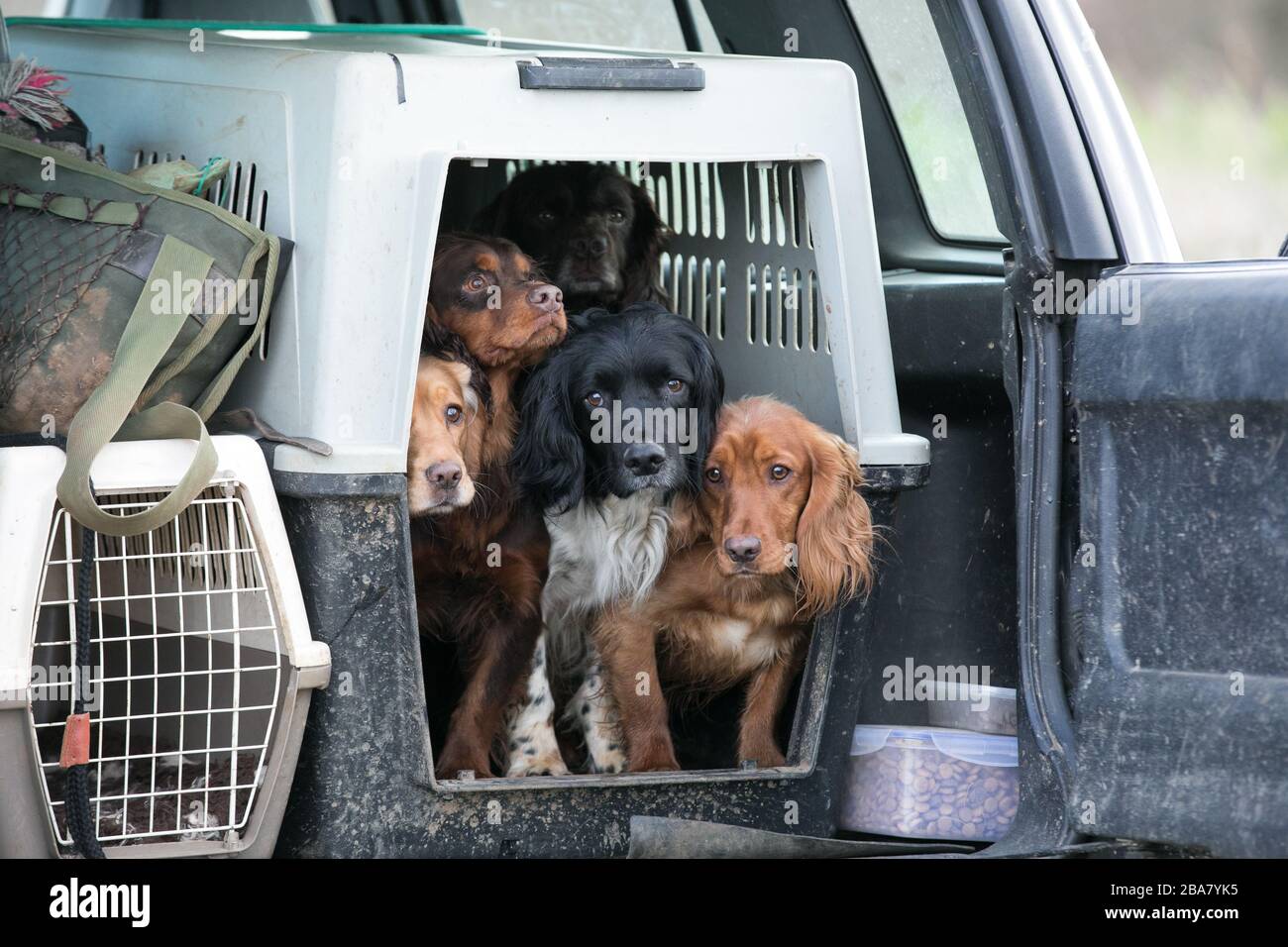 Car crate for cocker spaniel Clearance