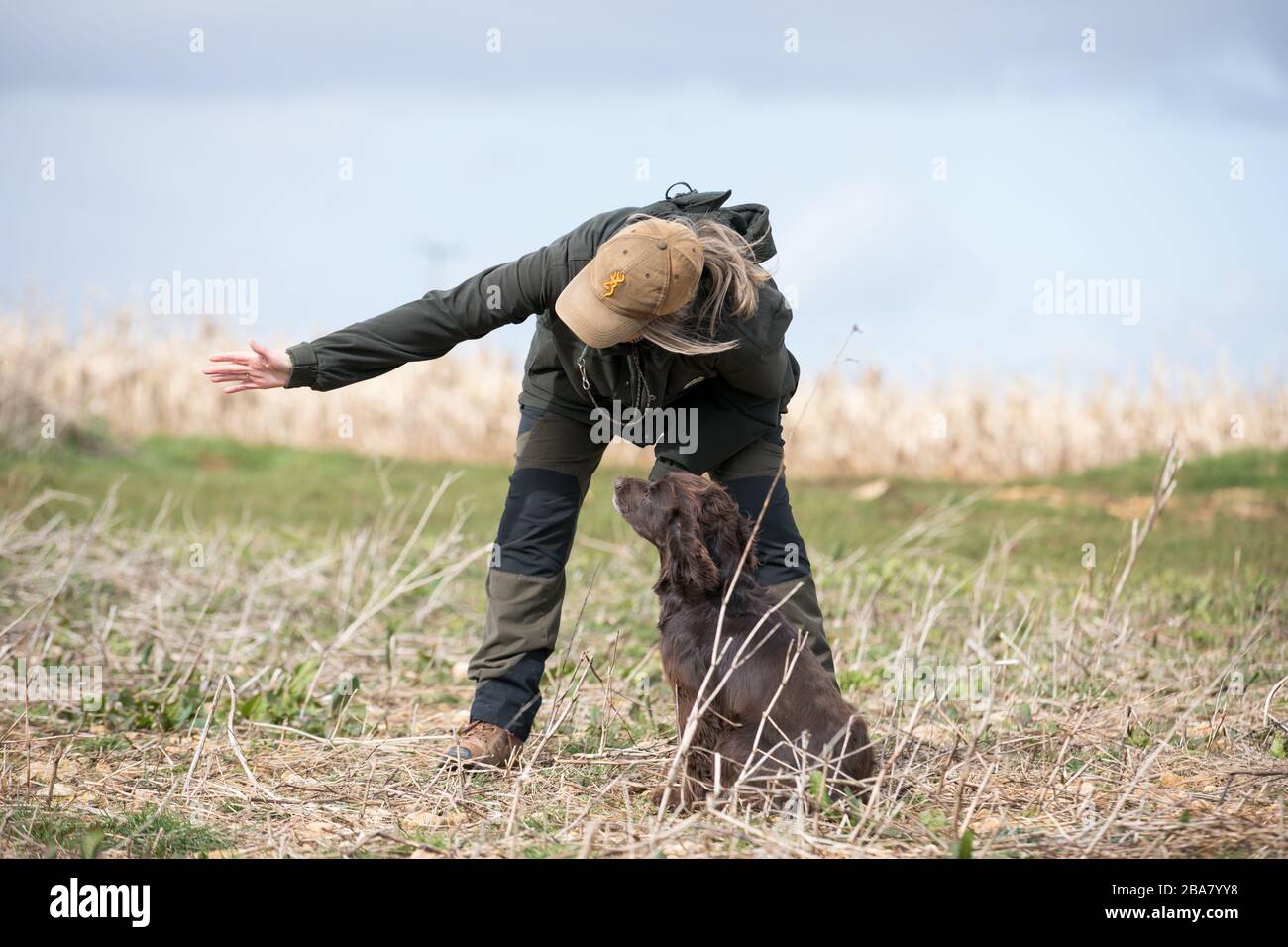 Brown working cocker retrieving dummy Stock Photo