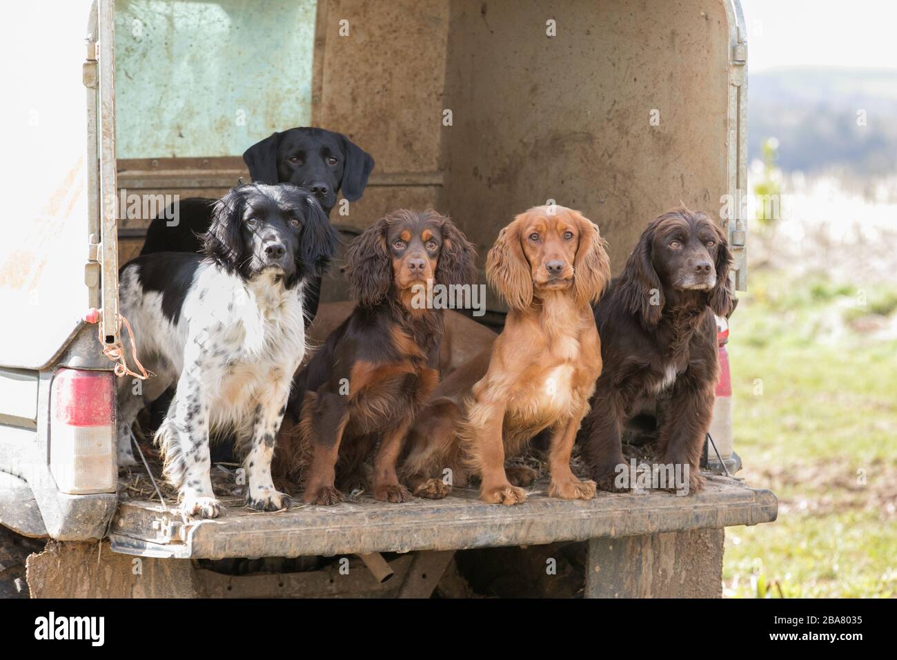 Gundogs in back of a truck Stock Photo