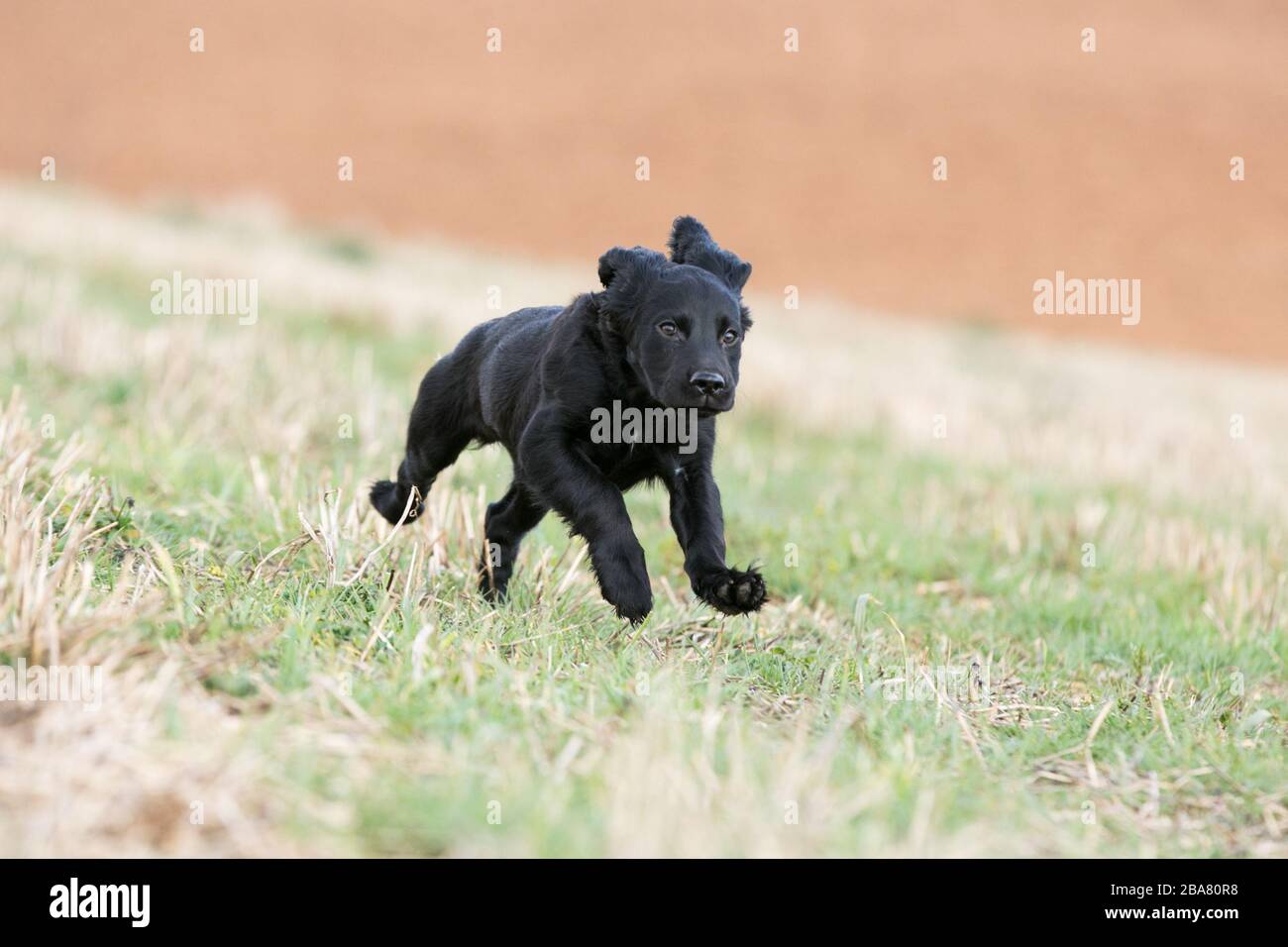 Black working cocker spaniel puppy Stock Photo