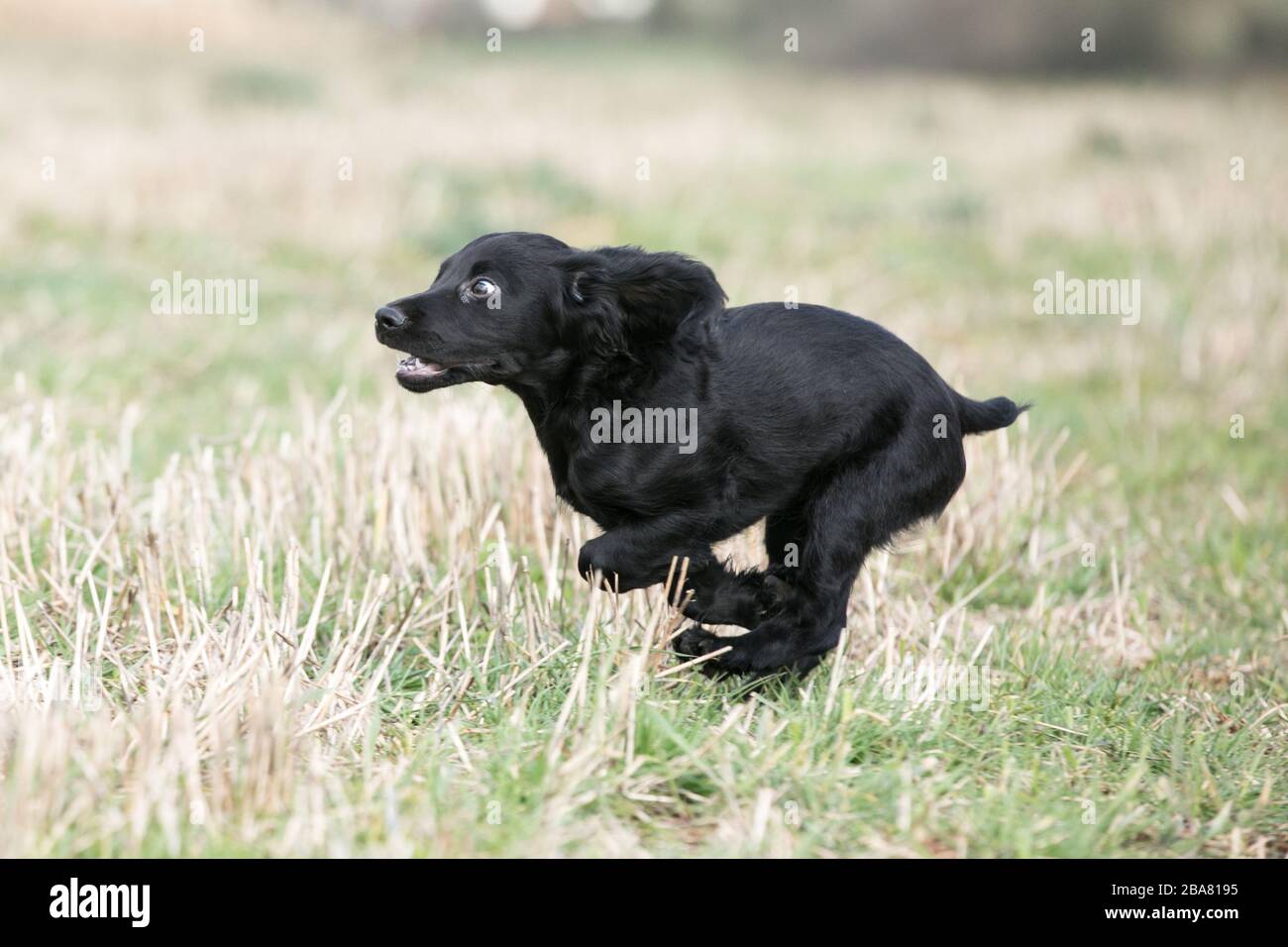 Black working cocker spaniel puppy Stock Photo Alamy
