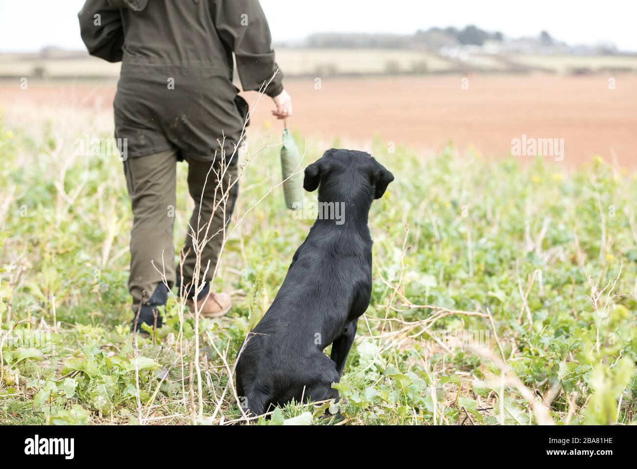 Labrador dummy retrieve Stock Photo