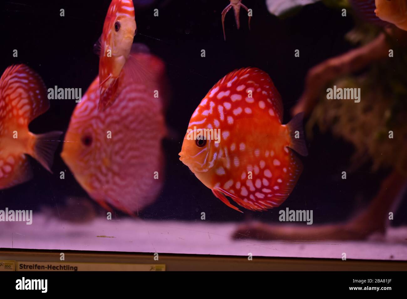 Discus fish aquarium hi-res stock photography and images - Page 17 - Alamy