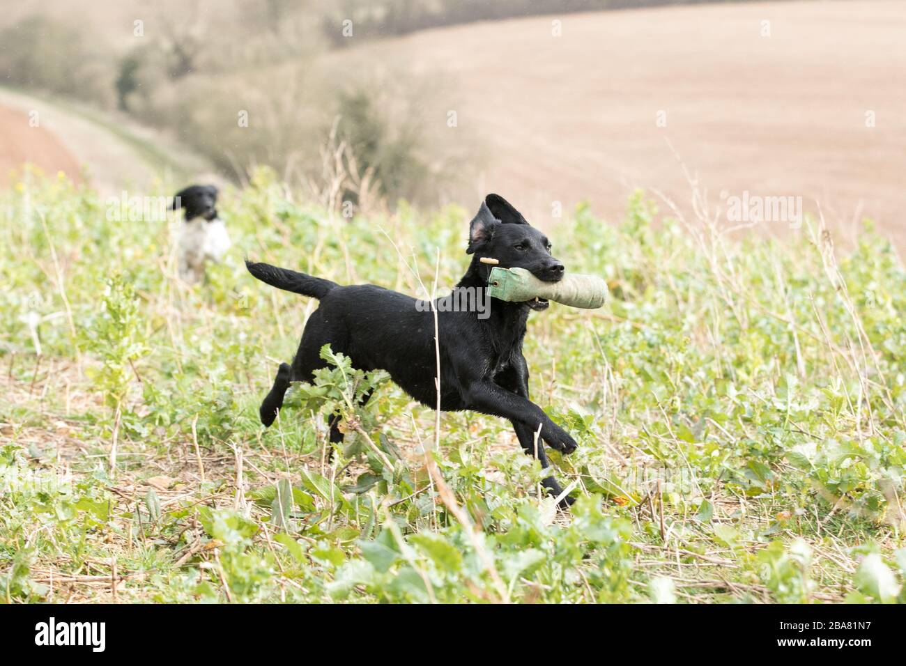 Working labrador gundog Stock Photo - Alamy