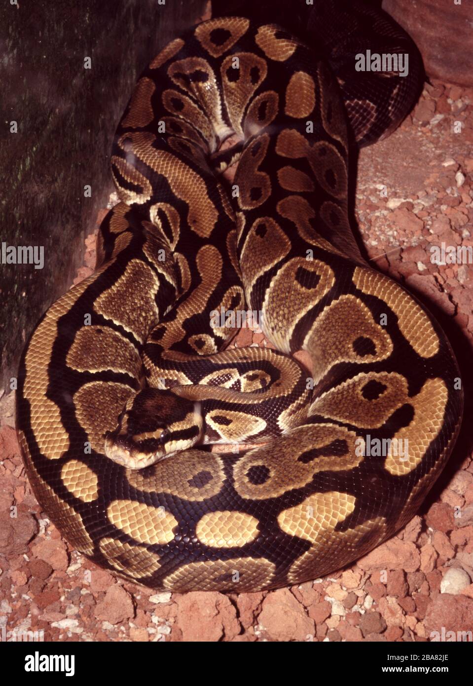 Ball or Royal python, Python regius Stock Photo - Alamy