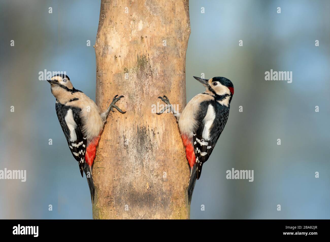 Pair of brightly colored european great spotted woodpeckers clinging to a tree trunk in winter Stock Photo