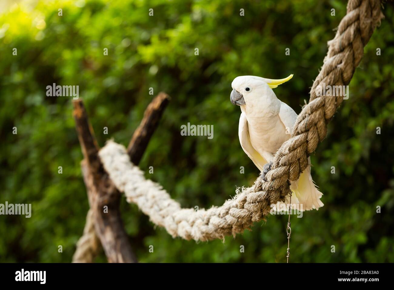 White cockatoo in the park. The white cockatoo (Cacatua alba), also known as the umbrella cockatoo, is a medium-sized all-white cockatoo endemic to tr Stock Photo