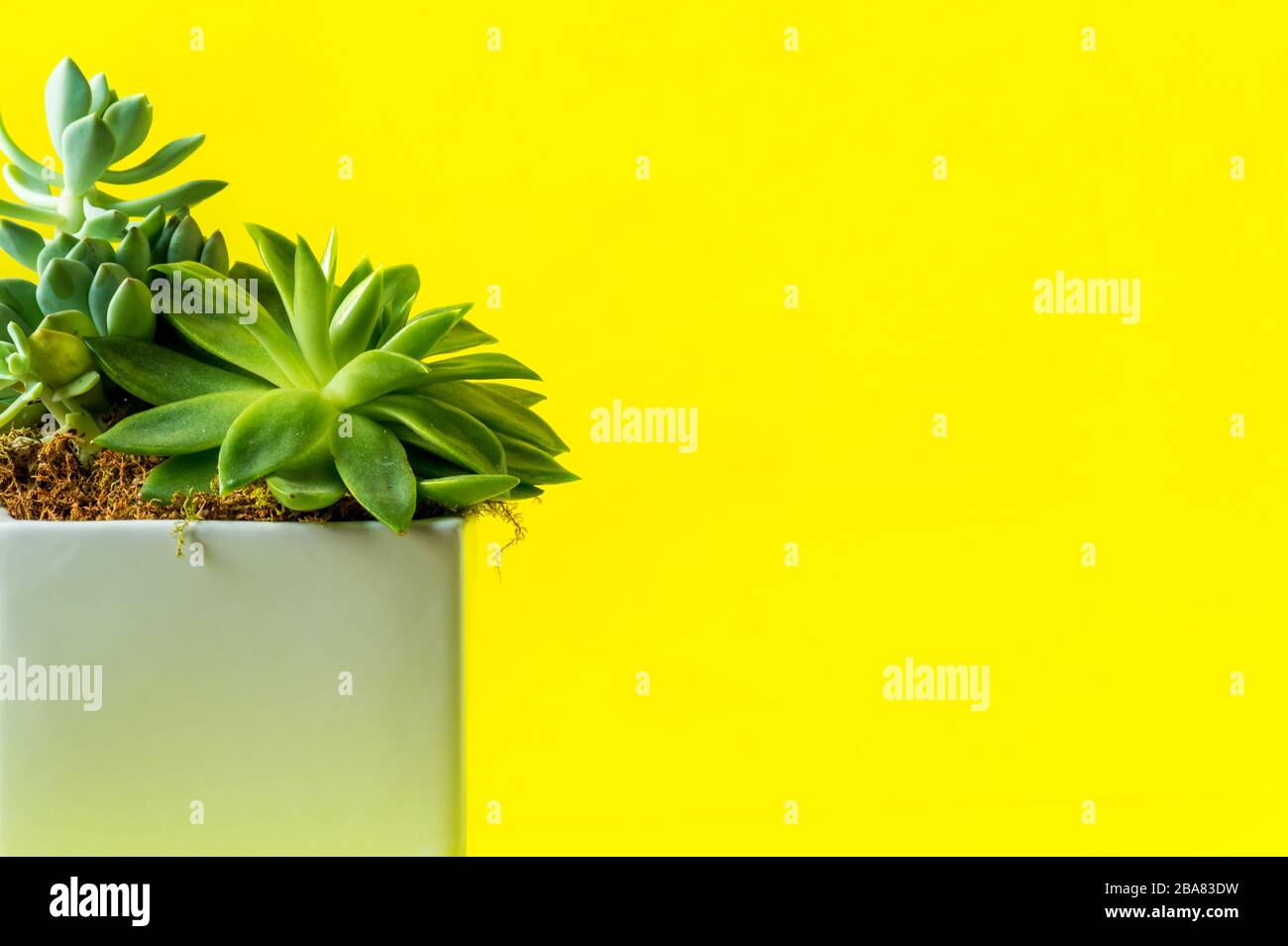 Green succulent houseplants on a yellow background with copy space. Stock Photo