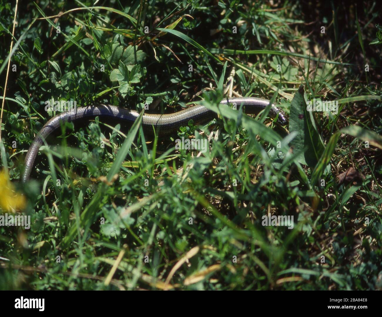 Slow worm creeps in the grass Stock Photo