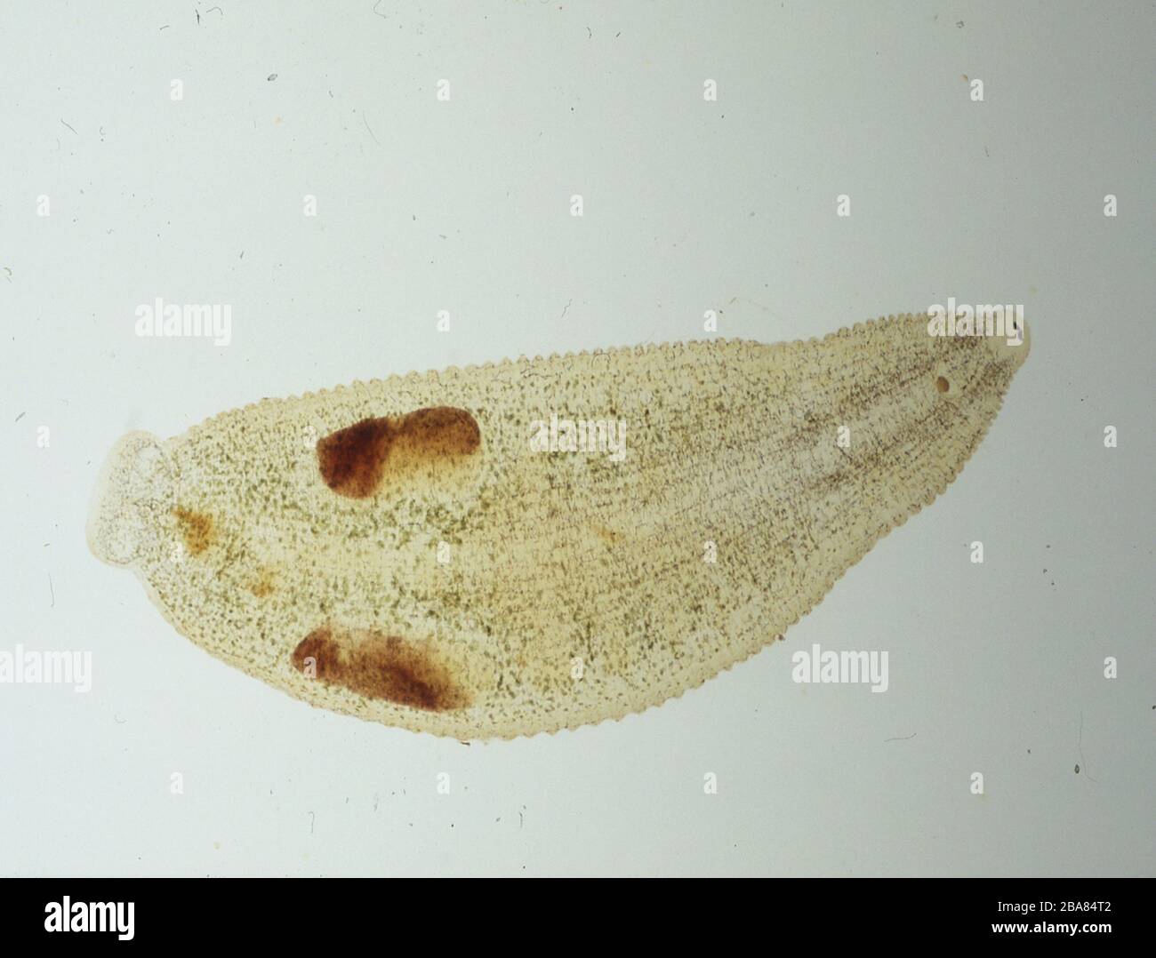 Leeches swim in the pond Stock Photo Alamy