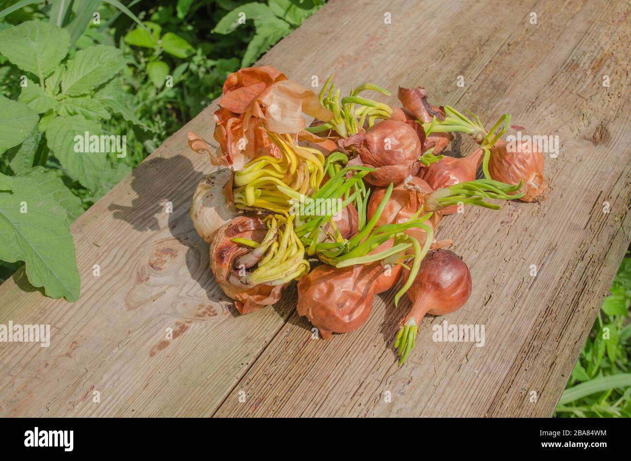 Onion bulb on wooden background. Onions at the end of storage life