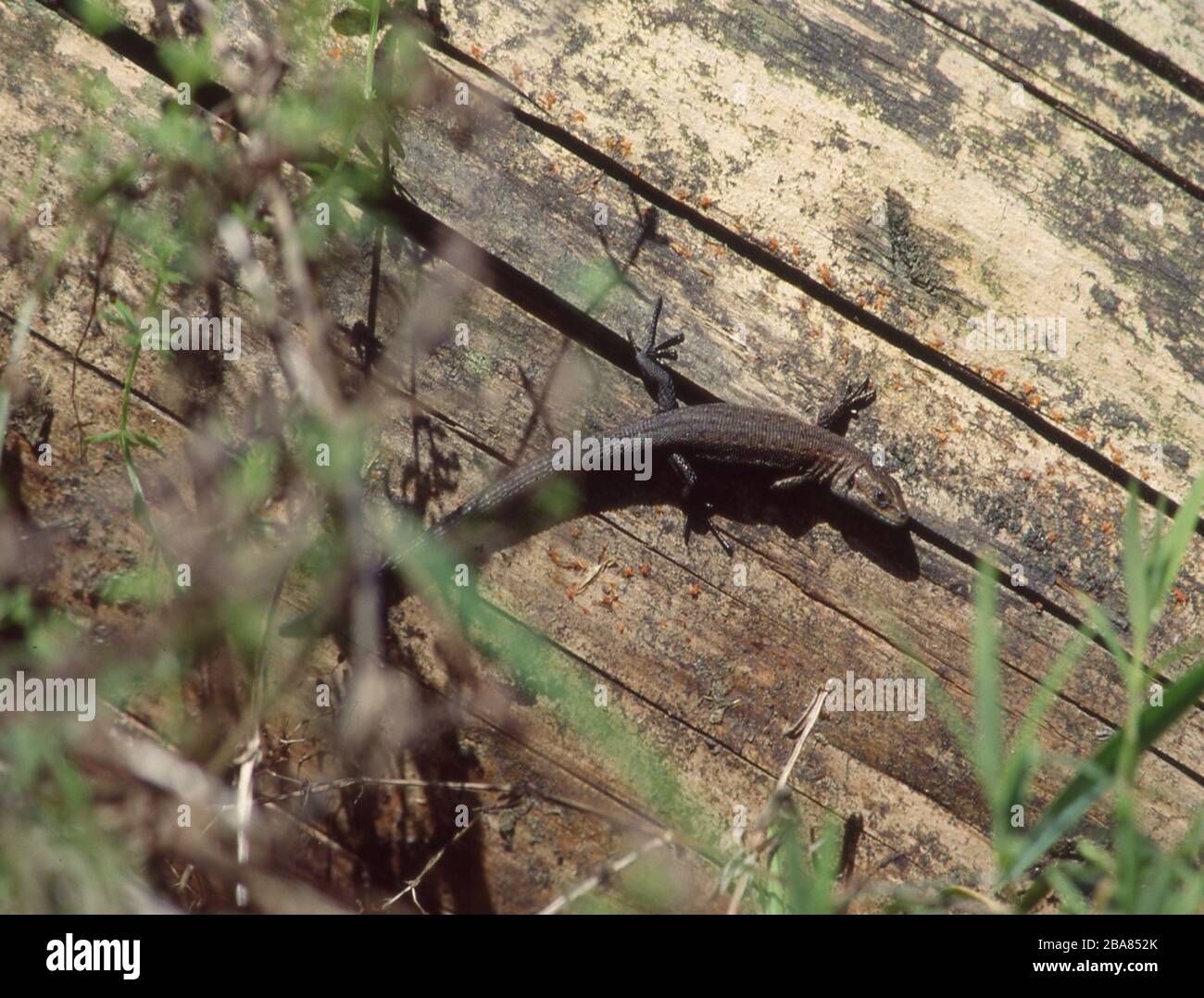 Lizard perches on tree trunk Stock Photo