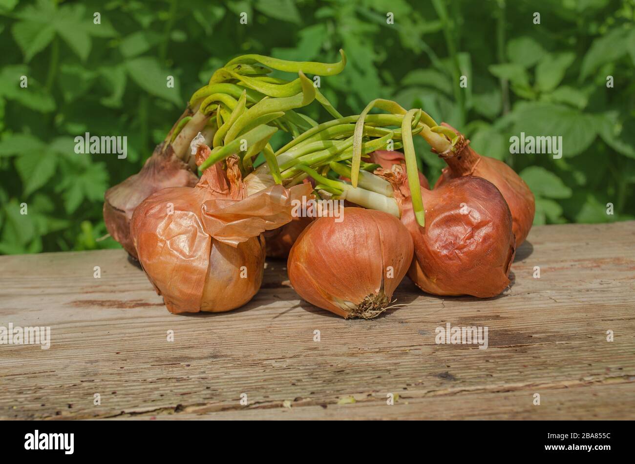 Onion bulb on wooden background. Onions at the end of storage life