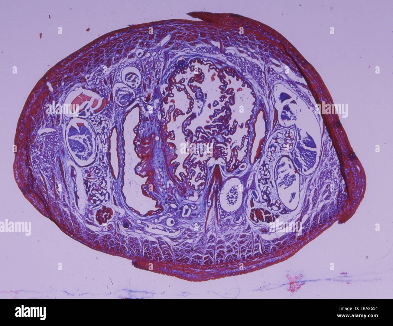 histological cross section through a leech with muscles and stomach Stock Photo