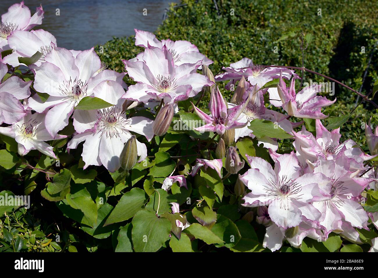 Closeup pink clematis flowers Stock Photo