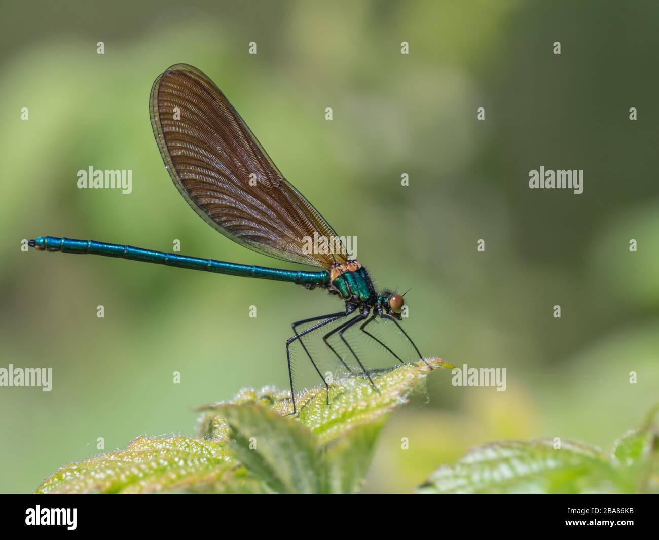 banded demoiselle (Calopteryx splendens) is a species of damselfly belonging to the family Calopterygidae Stock Photo