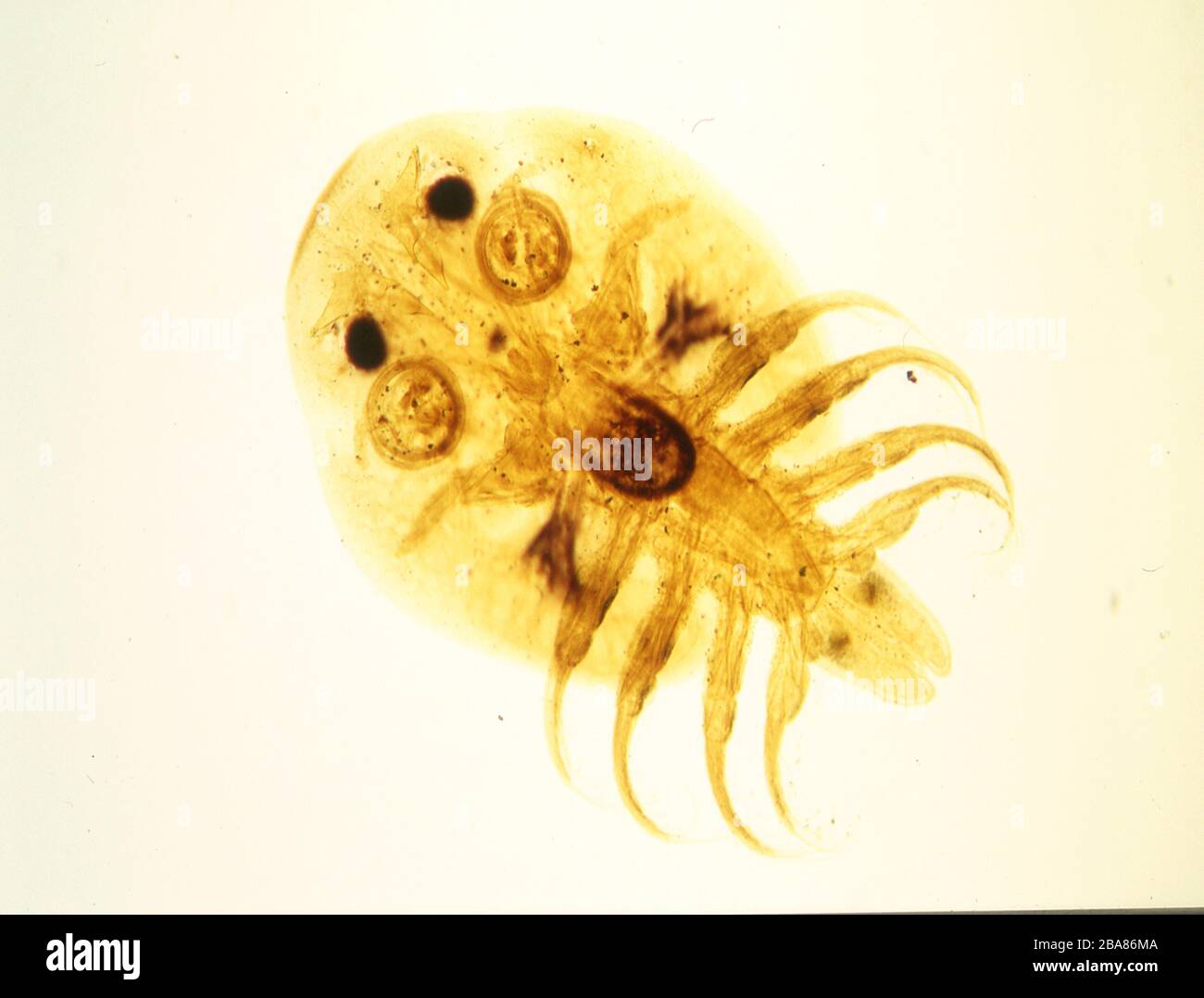 parasitic carp louse under the microscope 100x Stock Photo