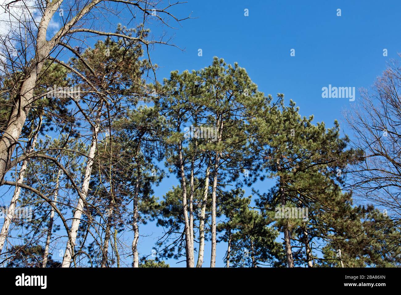 The Tops Of Conifer Trees And Crows That Are Grouped On Them Or Flying 