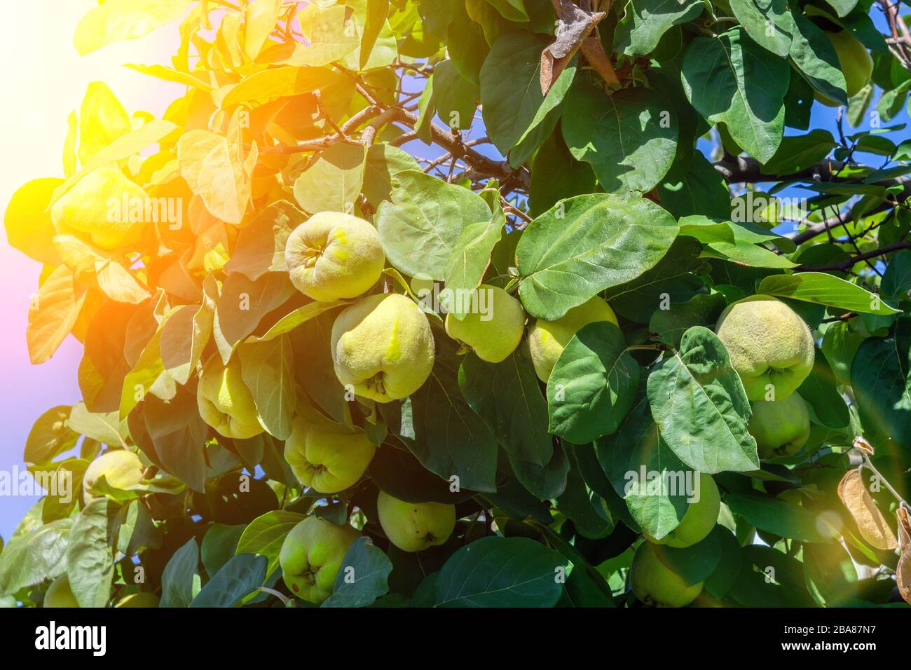 Cydonia or Japanese Quince fruit grown in the garden. Ripe juicy fruit, organic fruit Stock Photo