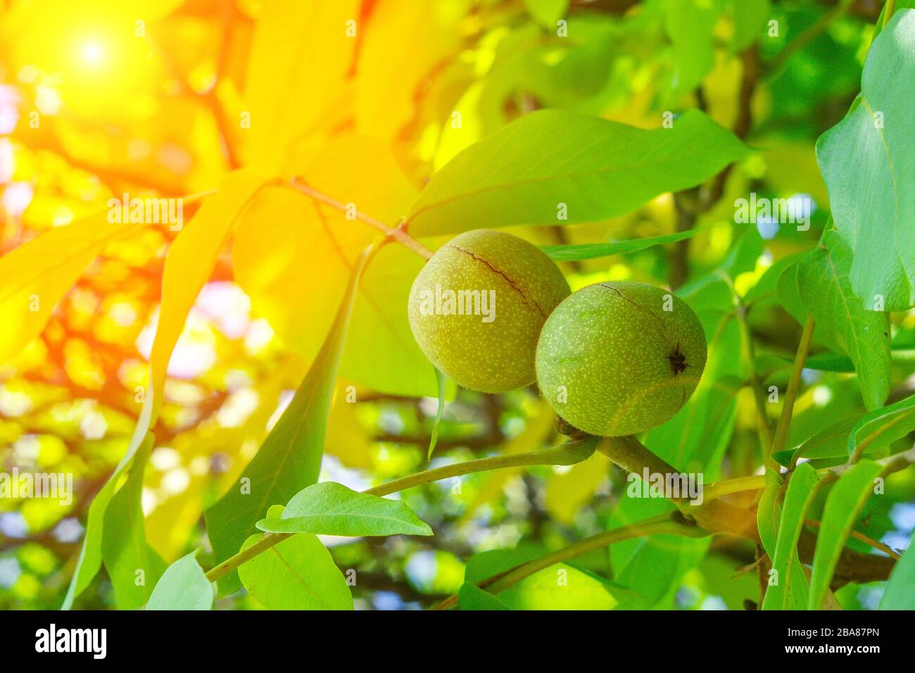 ripe walnuts on the tree. growing organic nuts and fruits on a natural background Stock Photo