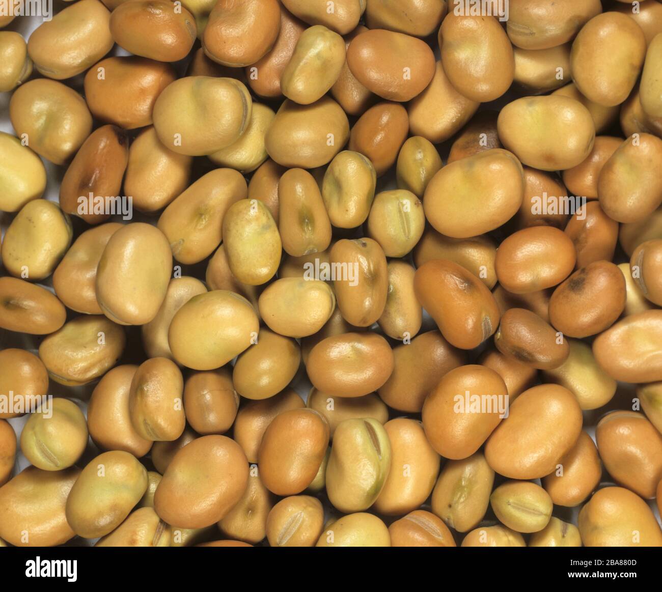 Field bean (Vicia faba) dried seeds for planting Stock Photo