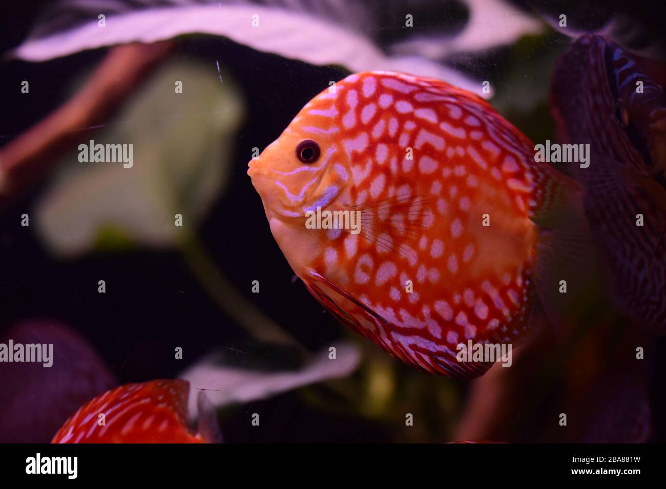 group of discus fish in aquarium, multi-colored tropical fish,  Symphysodon discus from Amazon river Stock Photo