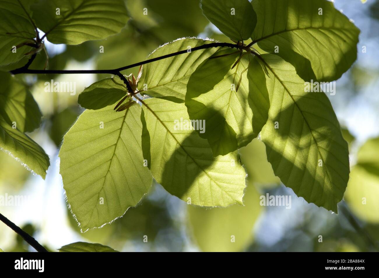 Sunlight shining through the young delicate leaves of beech (Fagus sylvatica) - shadows and veins in woodland, Devon, April Stock Photo