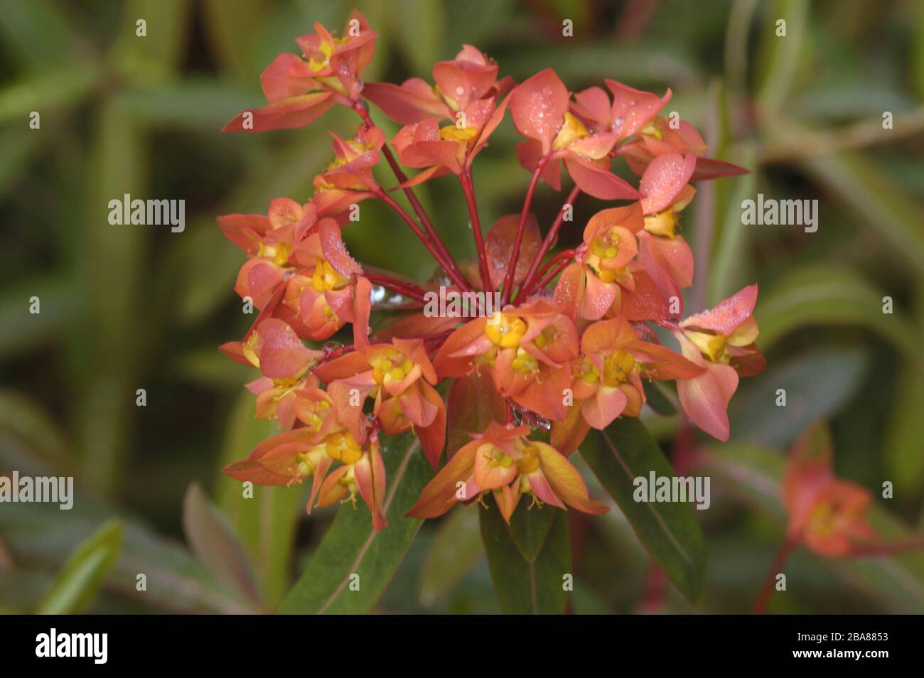 Euphorbia  griffithii 'Fireglow' flower, an attractive ornamental spurge in the garden, Devon, May Stock Photo