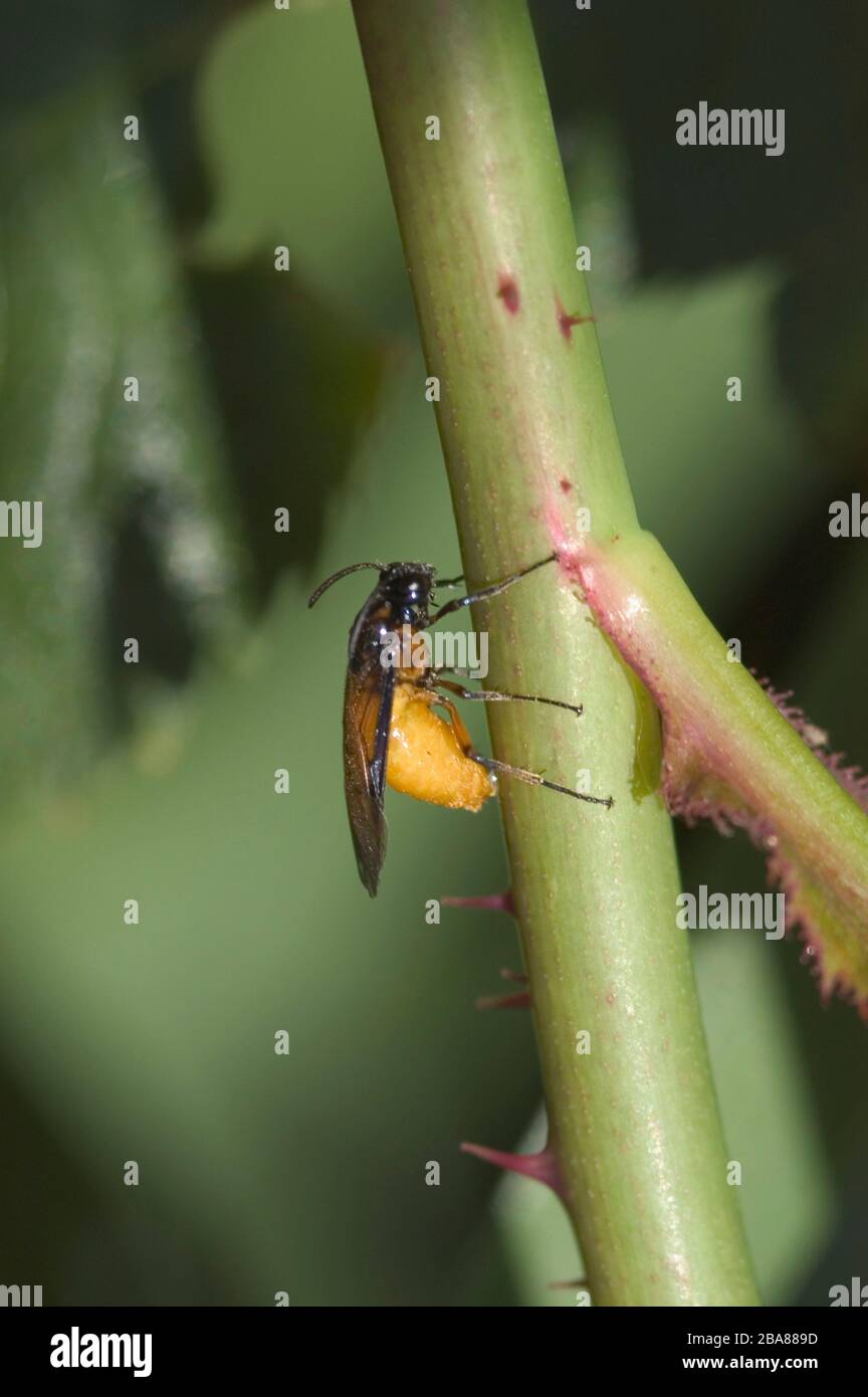 Large rose sawfly (Arge pagana) laying her eggs in a young rose shoot, Devon, June Stock Photo