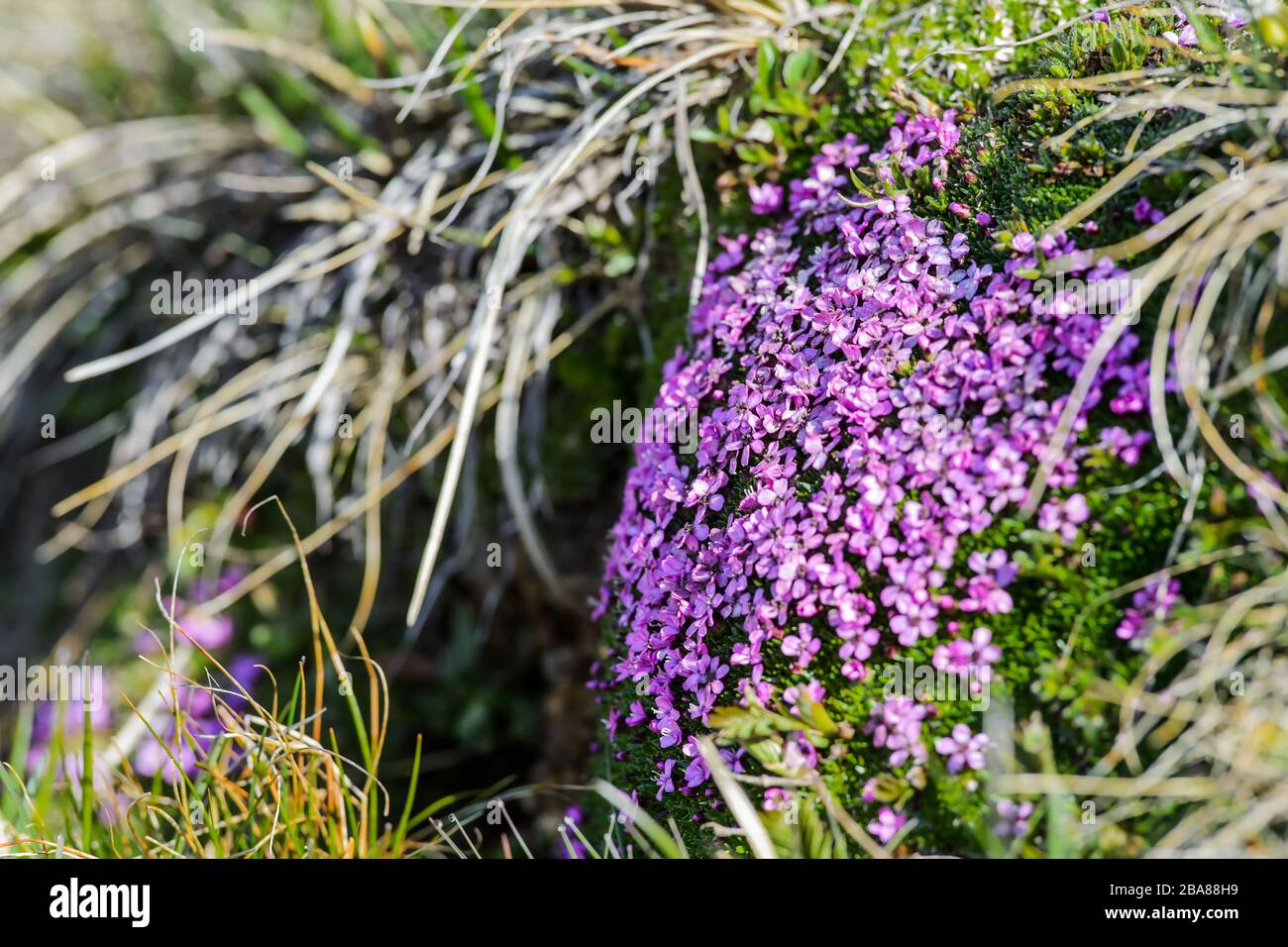 Alpine rock-jasmine - Androsace alpina, beautiful small pink flower endemic to Alps, Austria. Stock Photo