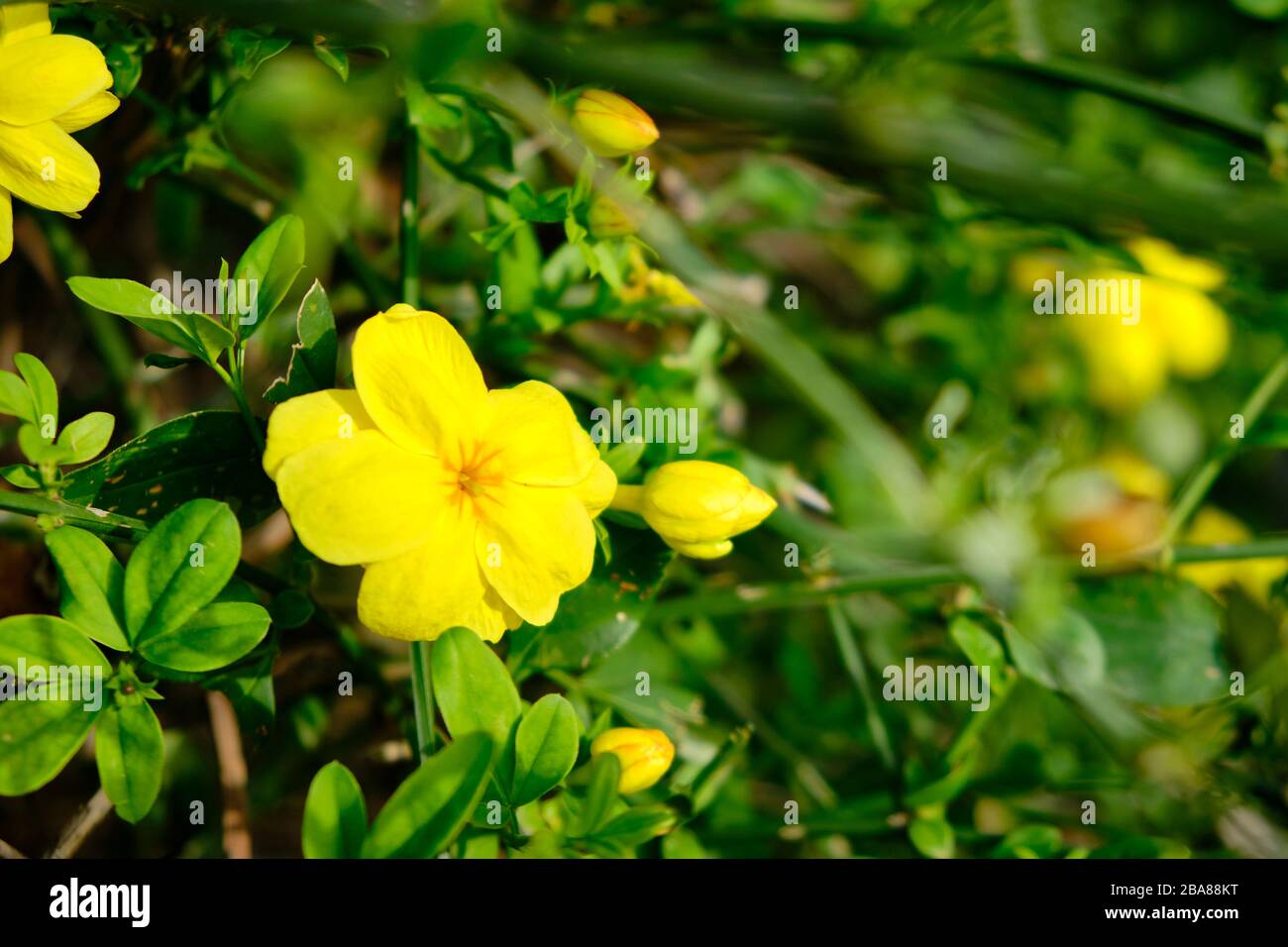 Yellow flowers of Linum flavum, the golden flax or yellow flax. Stock Photo